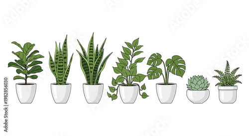 A horizontal row of seven diverse tropical houseplants including monstera and fiddle leaf fig stands in uniform white ceramic pots under bright even light.