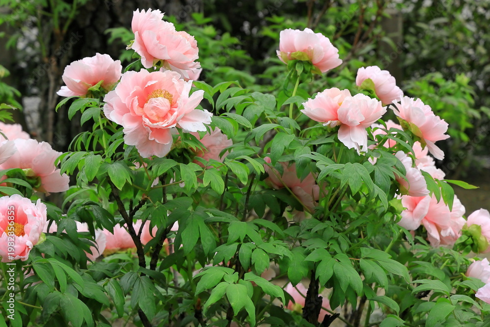 Fototapeta premium ボタンの花