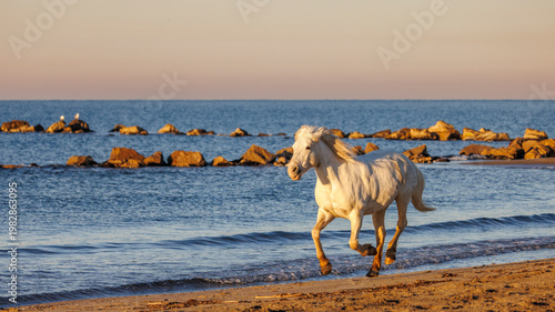 Bild auf Leinwand A Camargue horse galloping on a Mediterranean beach near Saintes-Maries-de-la-Me