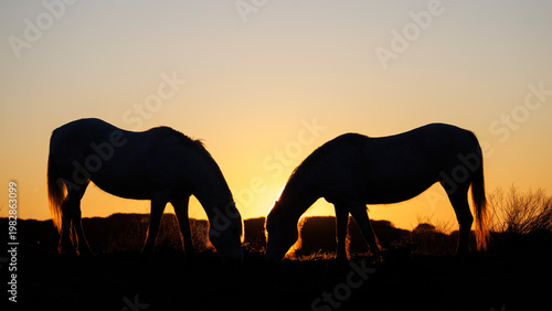 Two Camargue horses face each other at sunrise