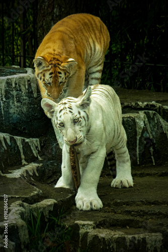 A white tiger cub and a Bengal tiger cub playing together on rocky terrain. The white tiger is seen carrying a piece of wood in its mouth.