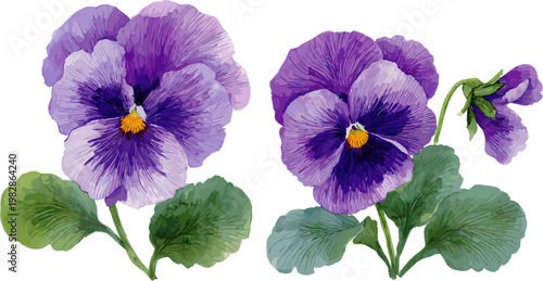 2 sets of purple pansy flowers and green leaves, watercolor vector illustration