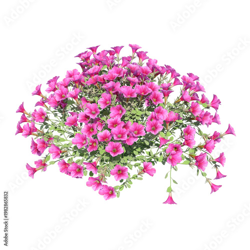 Canvastavla Petunia flower isolated transparent background photo realistic 3d rendering PNG