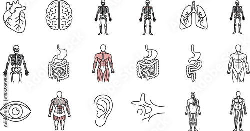 Human anatomy and internal organs technical line icon set for medical education