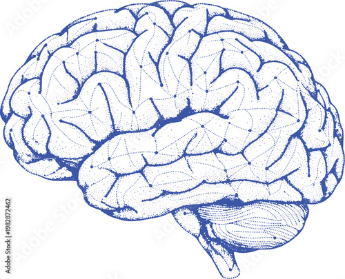 Brain Anatomical Line Art Illustration with Neural Network Overlay, AI, neuroscience, intelligence, psychology, medical, technology