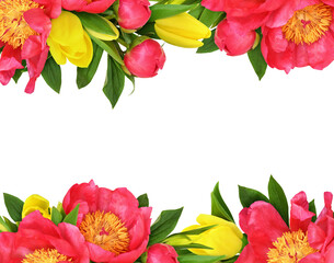 Coral peonies and yellow tulip flowers in floral borders isolated on white or transparent background