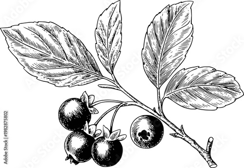 Black and white ink of a branch with ripe blueberries and detailed leaves blueberry