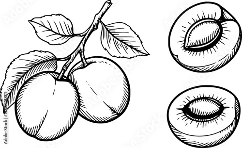 Hand-drawn black and white of ripe plums a branch with leaves and cut halves showing pit