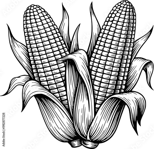 Vintage engraved of corn cobs with leaves white background, maize kernels grain