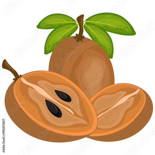 Sapodilla Fruit Illustration
