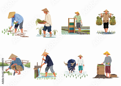 Vector set of Asian farmers working in rice fields, illustrating traditional agricultural cultivation stages, harvesting, and rural life in Southeast Asia.