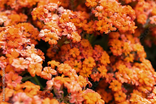 Dense cluster of bright orange Kalanchoe blossfeldiana flowers in full bloom, close-up floral background. Beautiful floral pattern of small orange blossoms, spring nature background 