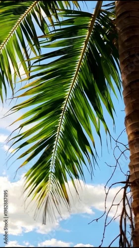 Slow motion palm leaves swaying in warm tropical breeze against bright blue sky