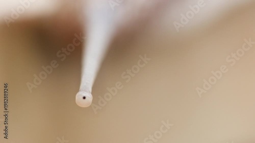 Extreme Macro of Snail Eye Stalk with Black Eye Spot