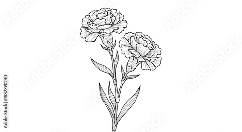 Detailed black and white line drawing of two blooming carnation flowers on a single stem with slender green leaves.