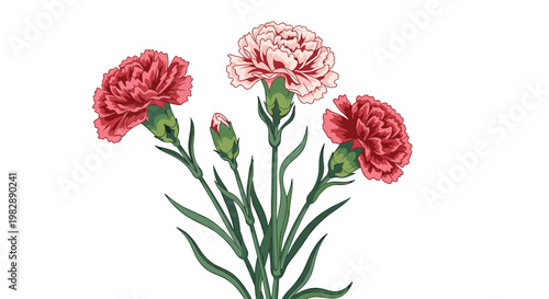 Beautiful illustration of three red and pink carnation flowers on long green stems against a plain white background.