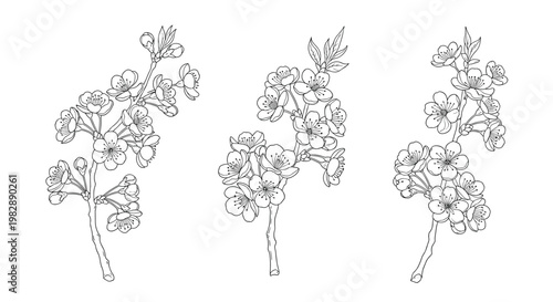 Set of three delicate black and white sketches showing cherry blossom branches with many small flowers and buds.