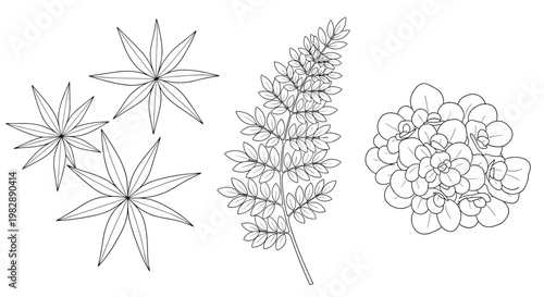 Detailed line art sketches of diverse plant leaves including fern and succulent varieties arranged in a clean composition.