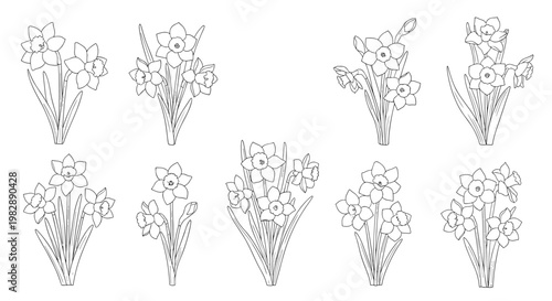 Set of multiple hand-drawn line art sketches of narcissus daffodil bouquets perfect for spring themed designs and graphics.