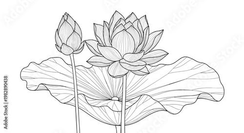 Elegant line art illustration of blossoming lotus flowers and a large circular lily pad leaf on a plain white background.