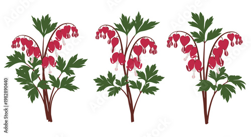 Collection of three digital illustrations showing pink bleeding heart flowers with green foliage on a white background.