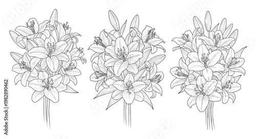 Detailed line art sketches of three different lily flower bouquets showcasing various blooms and buds in a clean style.