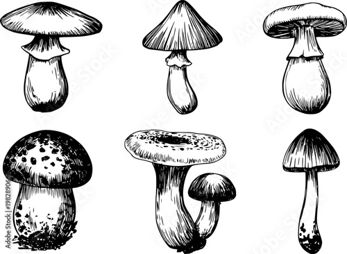 Collection of detailed black and white ink of various mushroom species a white background