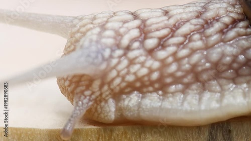 Macro Detail of Snail Skin Texture and Body