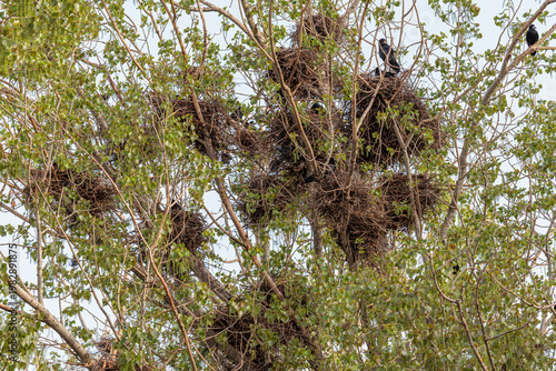 Corvus frugilegus. Colony of rooks with their nests in a poplar grove.