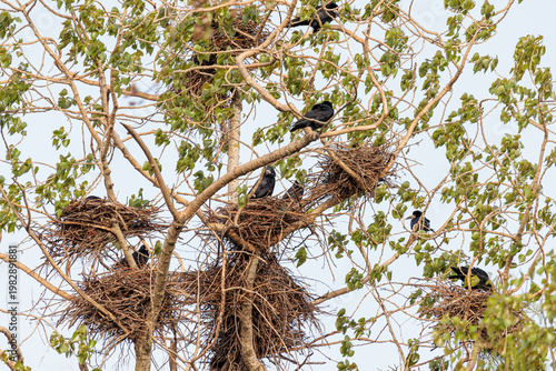 Corvus frugilegus. Colony of rooks with their nests between the branches of a poplar tree.