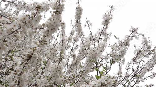 Blooming Apple Tree Against Bright Sky, Moving Softly in the Spring Wind. White blossoms covering tree branches sway softly in a gentle spring breeze.Ideal for nature themes, seasonal footage, b-rolls