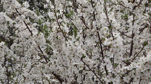 Blooming Tree Swaying in a Gentle Spring Breeze. Blooming aplle tree full of delicate white flowers gently swaying in a soft spring wind. Ideal For B-rolls, themes of renewal, nature, mindfulness.