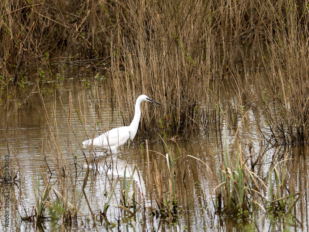 Fototapeta premium Aigrette garzette Egretta garzetta en chasse dans une zone humide avec reflet dans l’eau