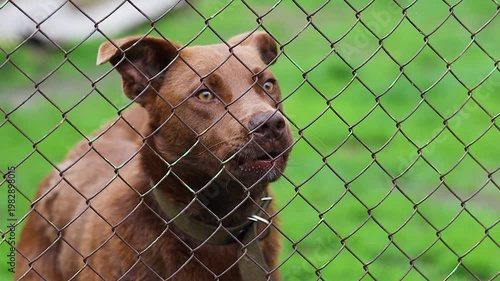 Captive Brown Dog Barking Aggressively Through Wire Fence