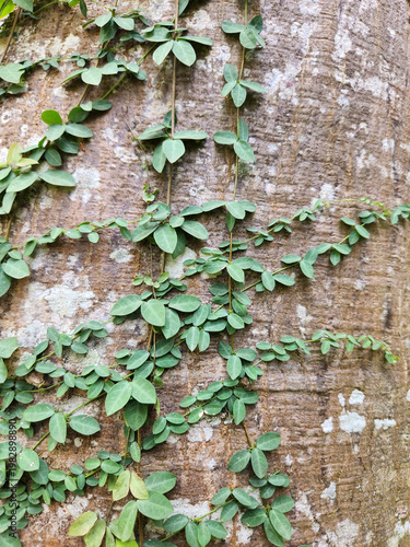 Green Vine Leaves on Tree Bark Texture Background