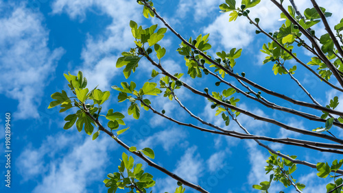 fig tree with cloudy sky