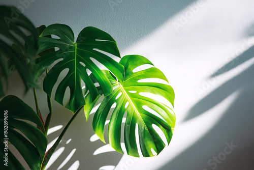 A close-up view of a large, vibrant green Monstera leaf with prominent splits and holes, casting intricate shadows on a light-colored wall.