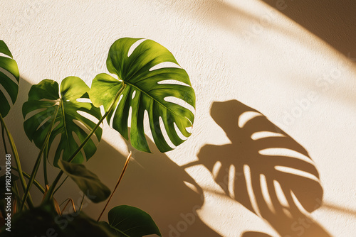 A close-up view of a lush green Monstera plant with large, split leaves casting intricate shadows on a white wall in a well-lit room.
