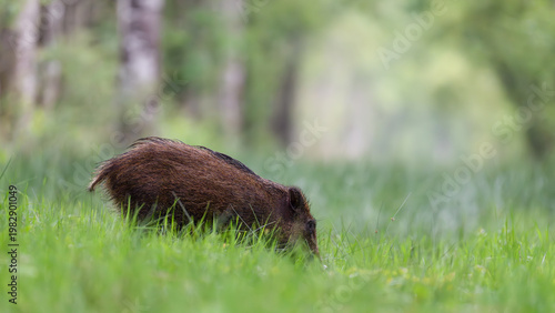 Young Wild boar crossing a forest alley while looking for food in the morning, Sus scrofa, Sologne, Loiret 45, région Centre Val de Loire, France, European Union, Europe