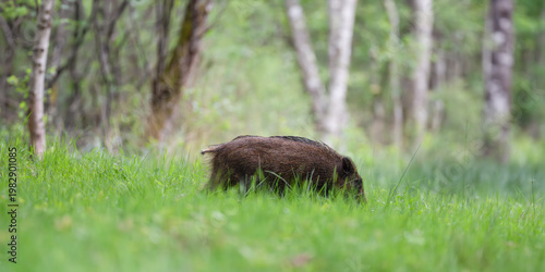 Young Wild boar crossing a forest alley while looking for food in the morning, Sus scrofa, Sologne, Loiret 45, région Centre Val de Loire, France, European Union, Europe