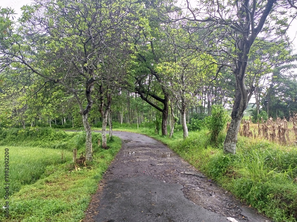 Fototapeta premium Scenic Rural Road Through Green Forest Trees