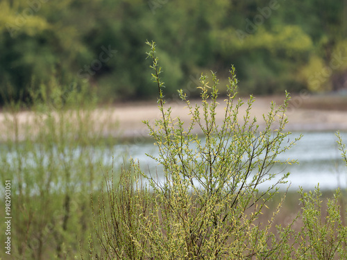 Foto Jeunes saules Salix sp