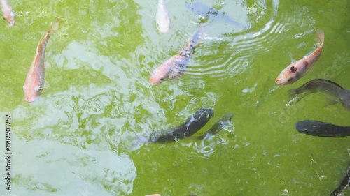 Murky green water filled with tilapia fishes suitable for aquatic agriculture or environmental conservation concept backgrounds or educational resources.
