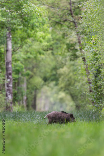 Young Wild boar crossing a forest alley while running in a spring morning, Sus scrofa, Sologne, Loiret 45, région Centre Val de Loire, France, European Union, Europe