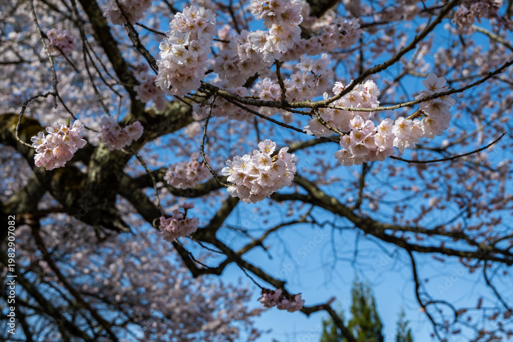 Obraz premium 青空に映える満開の桜 長野県小川村