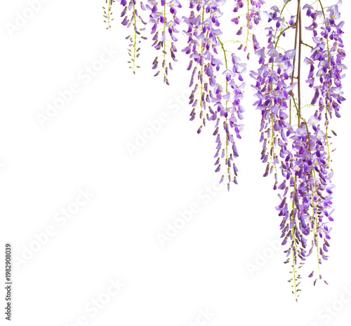 Branches of Wisteria flowers isolated on white background.