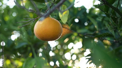 Ripe Oranges in Sunlit Orchard