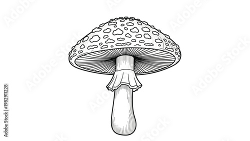 Detailed black and white botanical line art illustration of a wild Amanita mushroom with a spotted cap and stem ring.