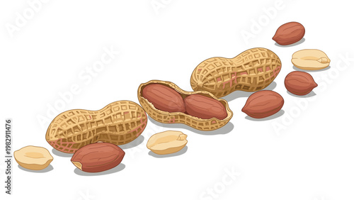 High-quality illustration of peanuts in various states including whole shells cracked open kernels and individual brown peanut seeds.