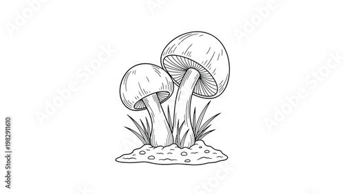 Two mushrooms grow among tufts of grass in a detailed line art sketch suitable for nature study and botanical illustration.